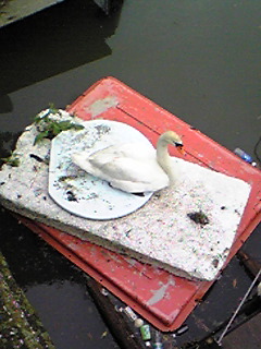 Image991.jpg