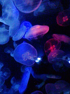 070817_1106~01.jpg