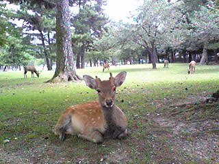 Image2667.jpg
