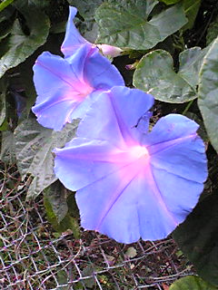 Image345.jpg