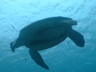 DSCF1384.jpg