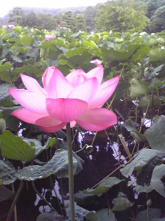 Image1641.jpg