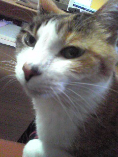 Image28111.jpg