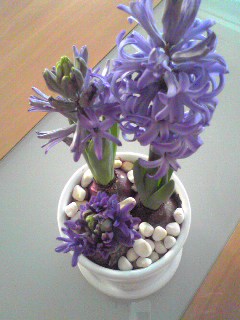 Image3161.jpg