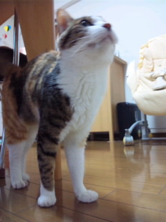 SH3G0465.jpg