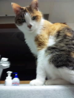 SH3G07080001.jpg