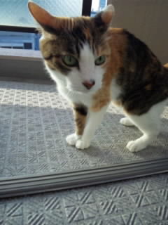 SH3G08530001.jpg