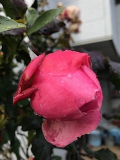 IMG_7708.jpg