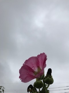 IMG_8779.jpg
