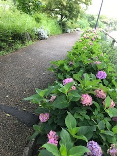 IMG_8786.jpg