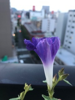 IMG_9323.jpg