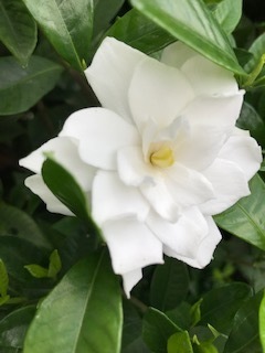 IMG_0909.jpg