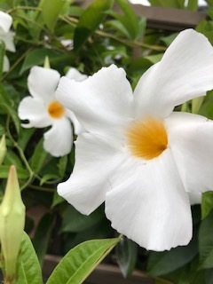 IMG_1029.jpg